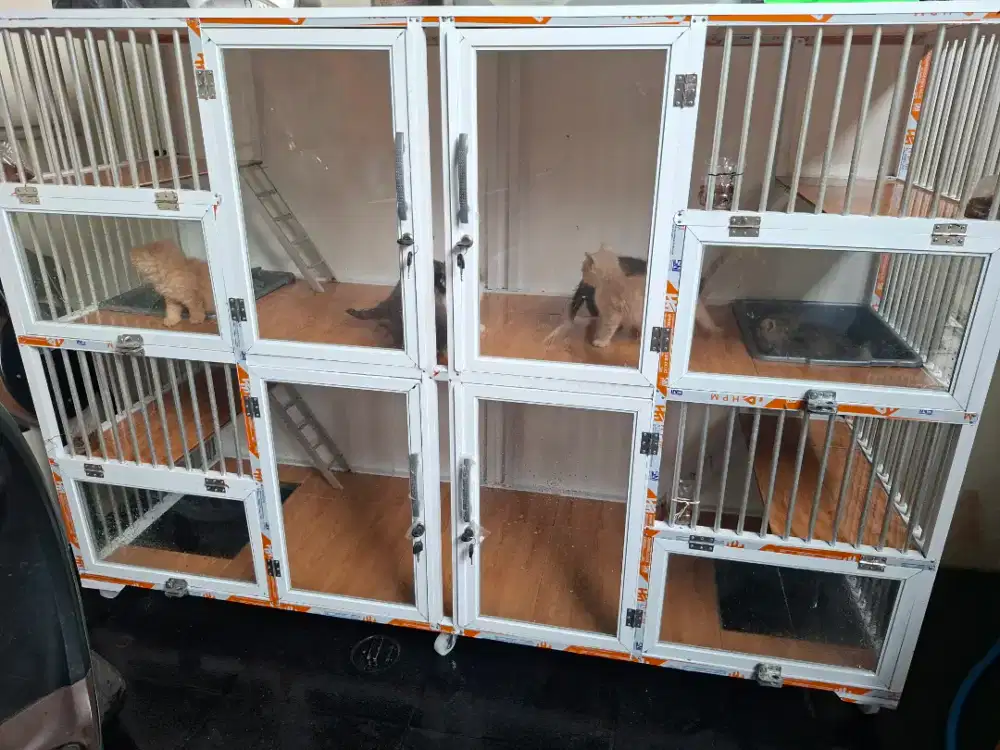 JUAL ANAK KUCING KITTEN PERSIA MIX BSH