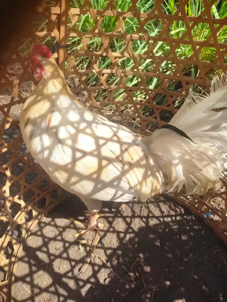Dijual segera ayam bali wayah tinggal dikondisikan aja