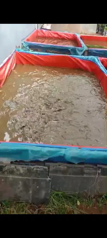Jual ikan lele segar konsumsi