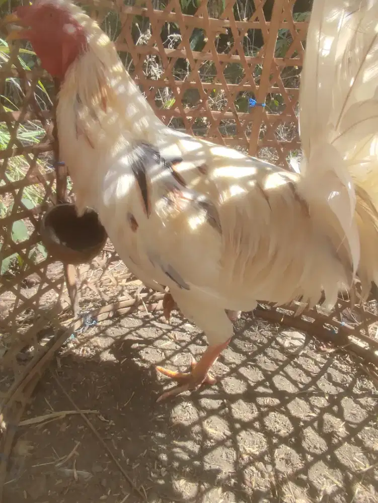 Jual segera ayam rijek