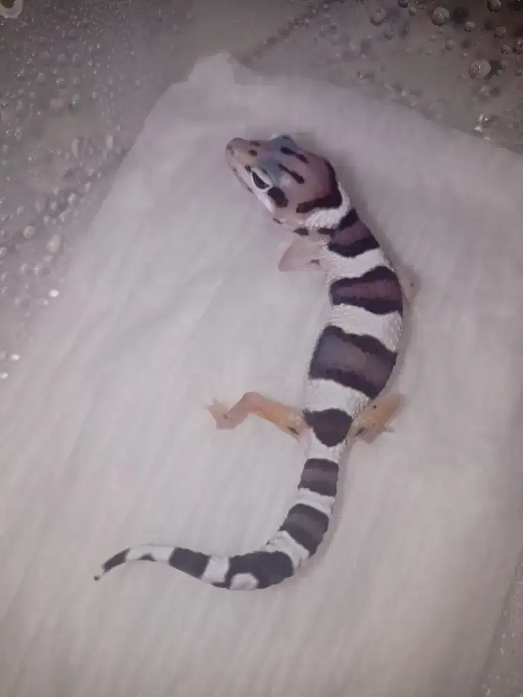 Leopard gecko pilih sesuai Foto