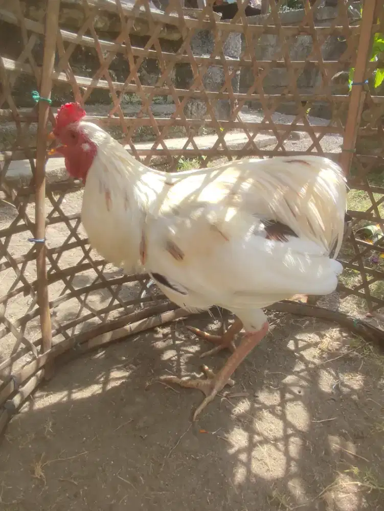Dijual ayam sangkur bola