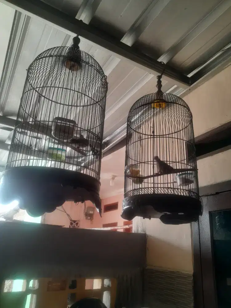 Di jual burung perkutut lokal sama kandang y minat wa