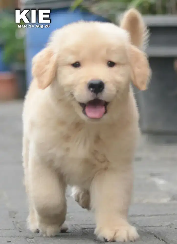 Golden retriever jantan • KIE•
