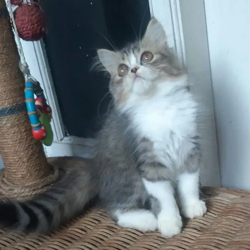 Anakan Kucing Persia Betina