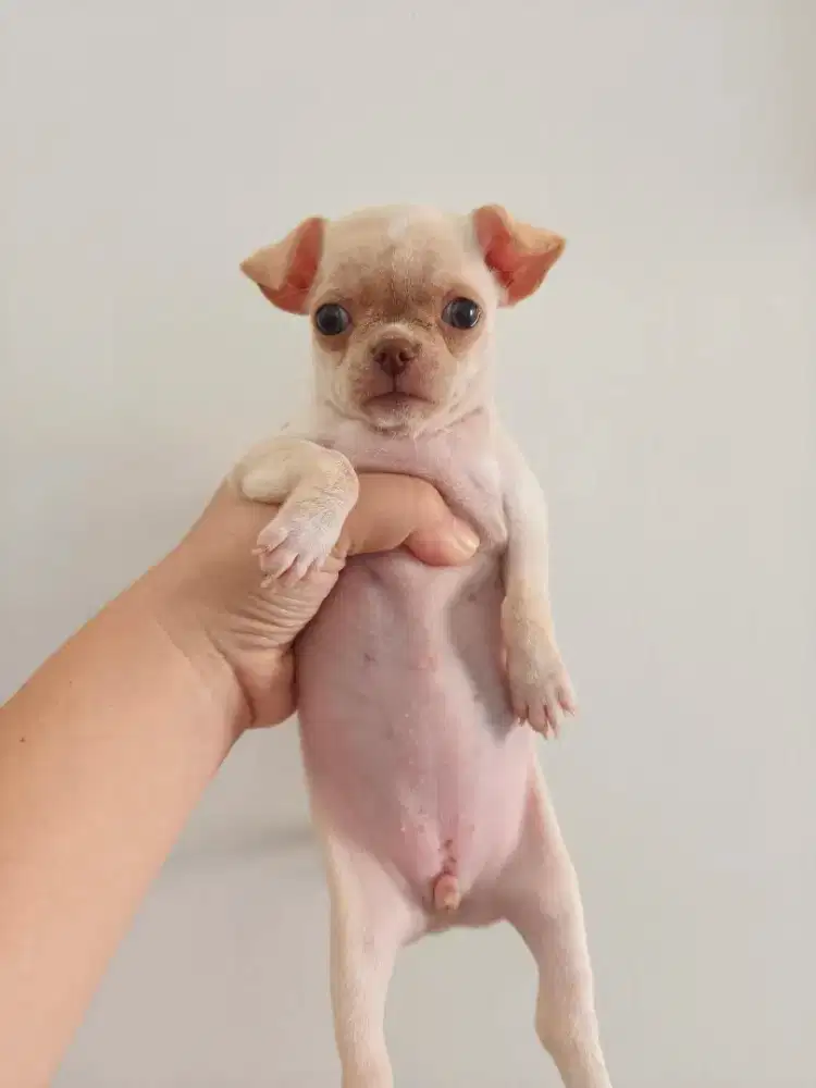 Chihuahua Betina