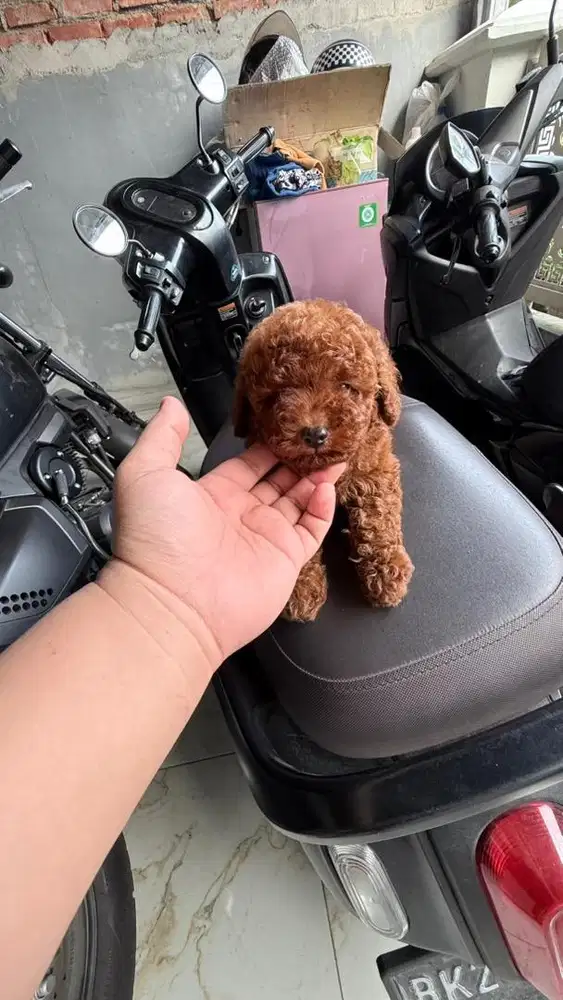 Red Toy Pooddle
