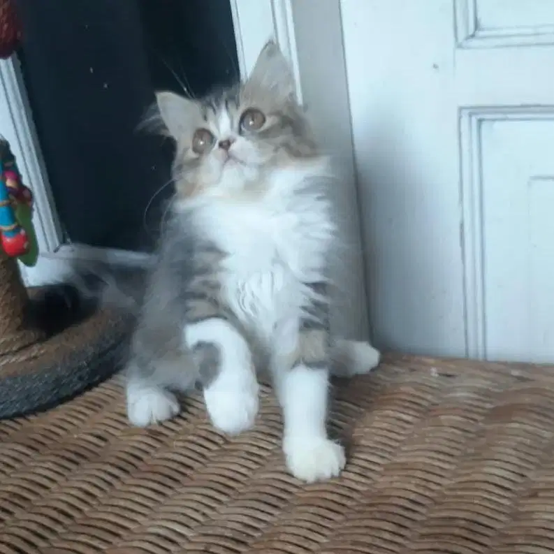 Kitten Persia Betina