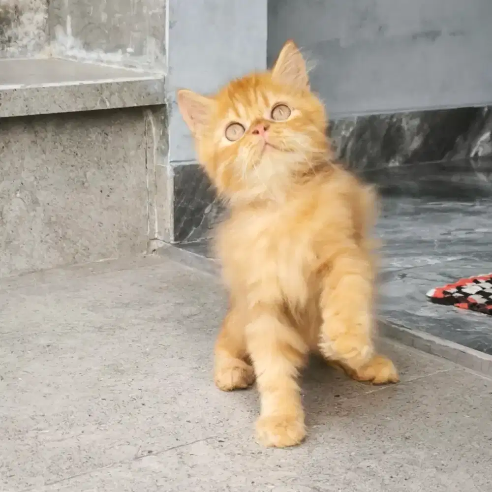 kucing persia kitten