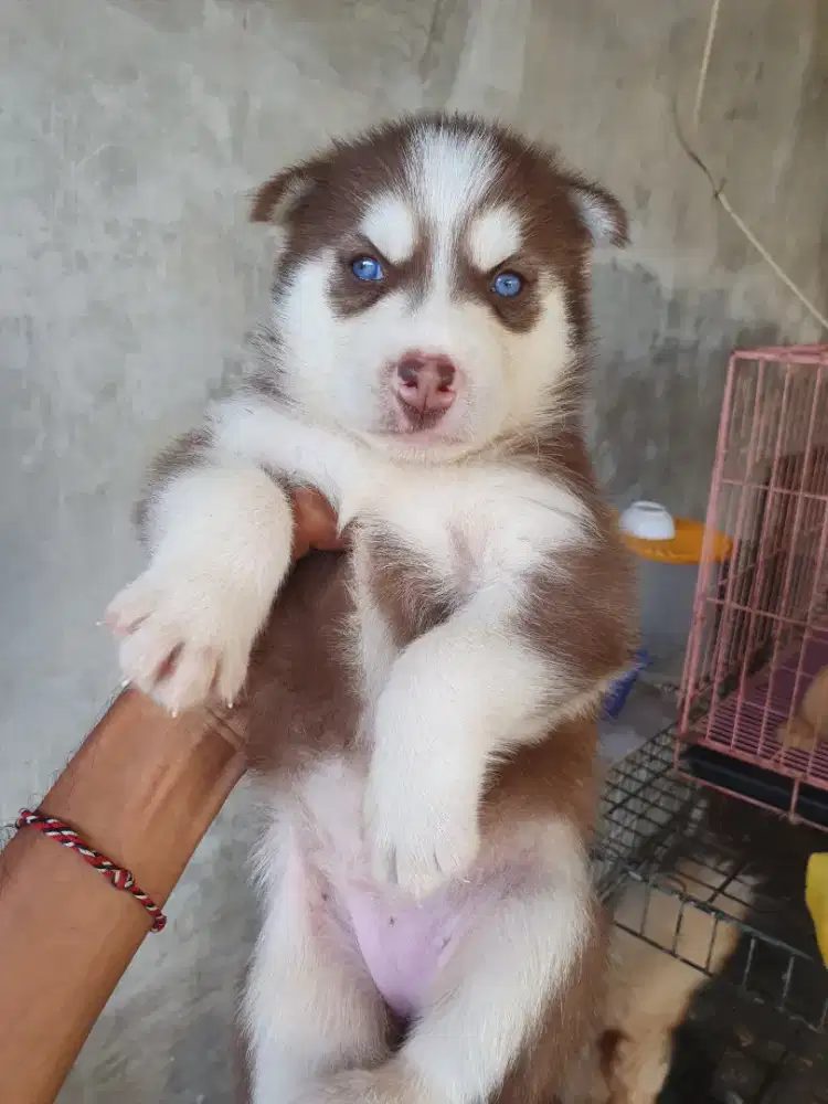 SIBERIAN HUSKY PUPPIES