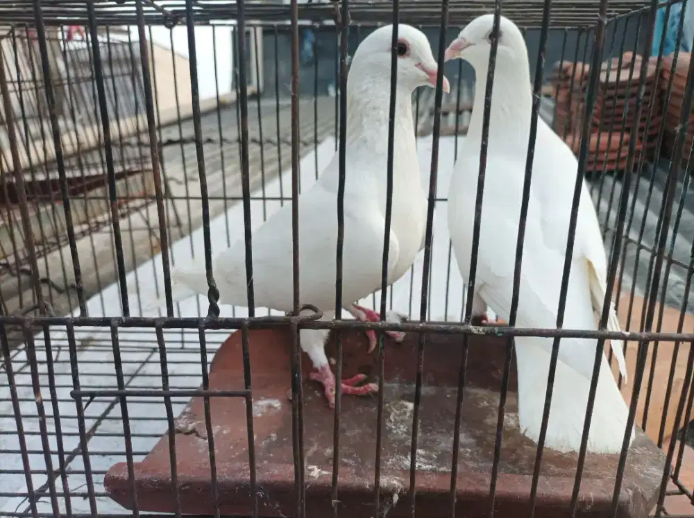 Merpati putih polos