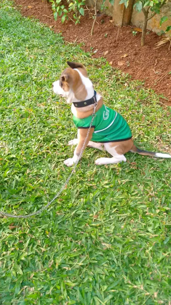 jual  anjing Jack Russell terier