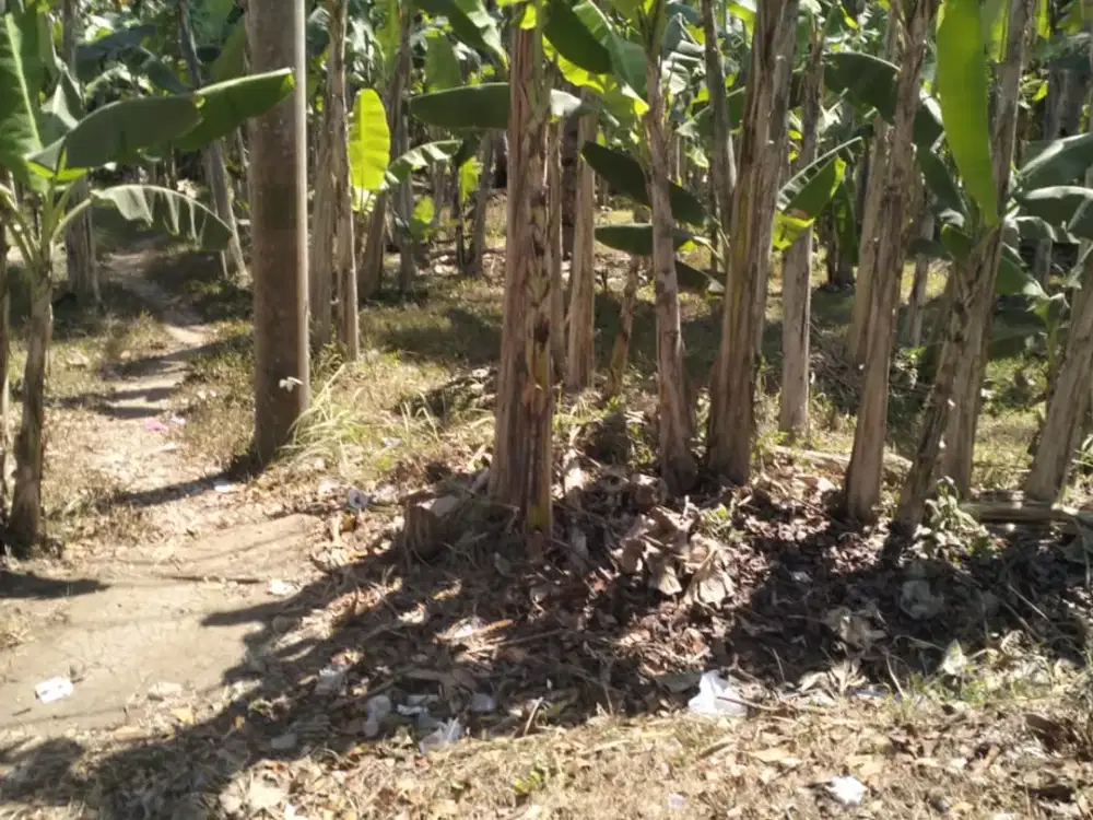 DIJUAL TANAH STRATEGIS – PANGYANGAN, JEMBRANA
