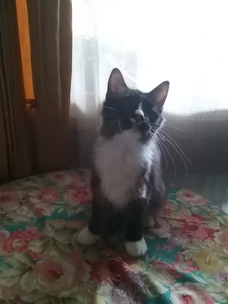 Mix anggora hitam putih