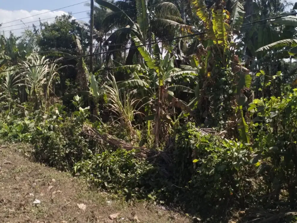 DIJUAL TANAH LUAS & STRATEGIS – PAKUTATAN, JEMBRANA