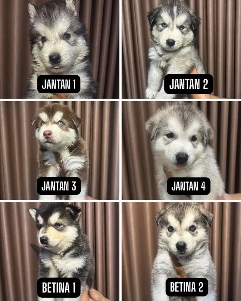 Siberian Husky Long Hair