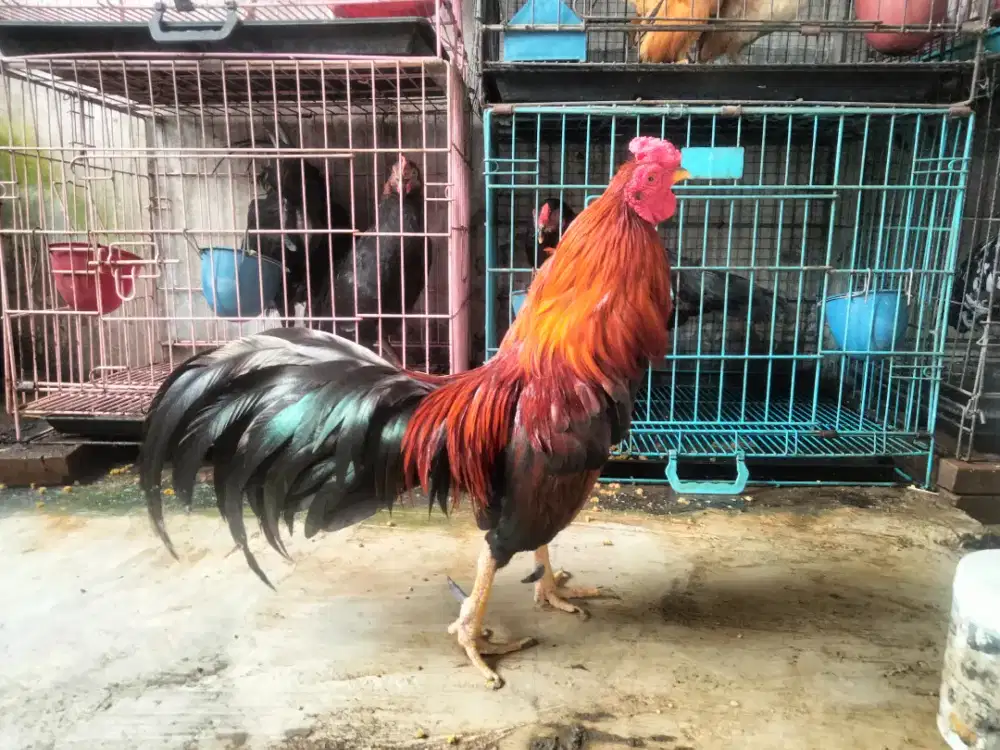 Ayam Hias (Jantan)