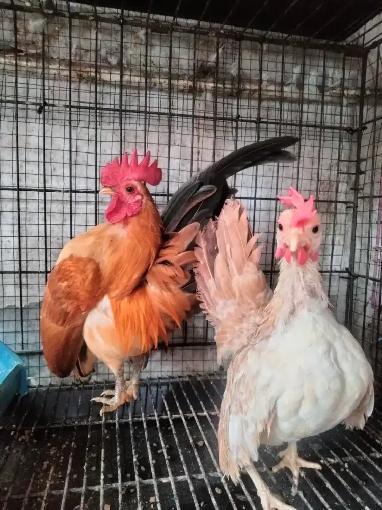 Ayam Serama (Sepasang)