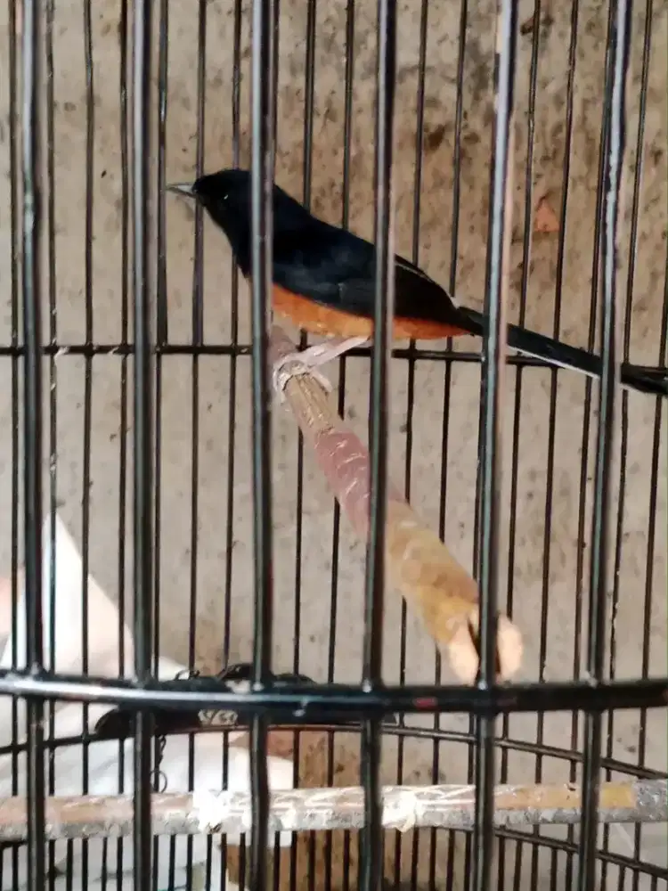 Burung muray jaminan  jantan  jinak