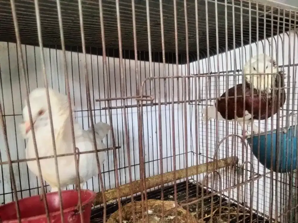 Burung Merpati Singa(Sepasang)