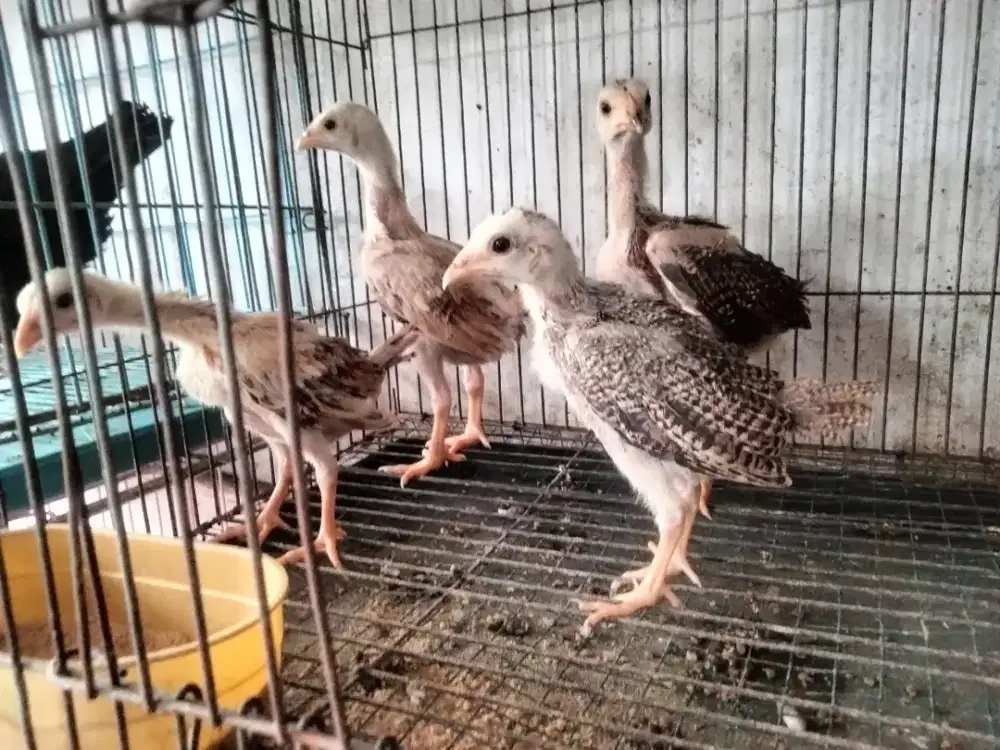 Ayam Siam Ekor Lidi(per Ekor)