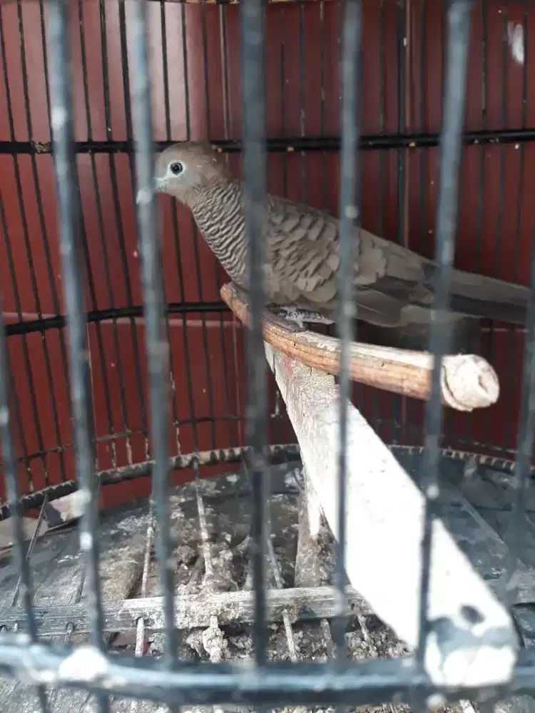perkutut hitam lurik camani bunyi