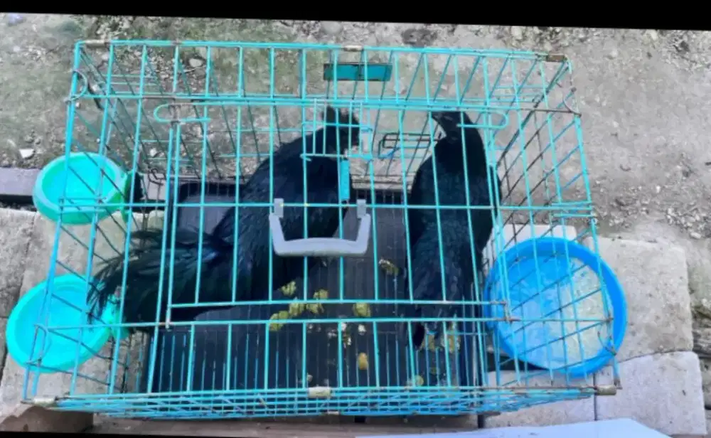 Ayam hitam cemani