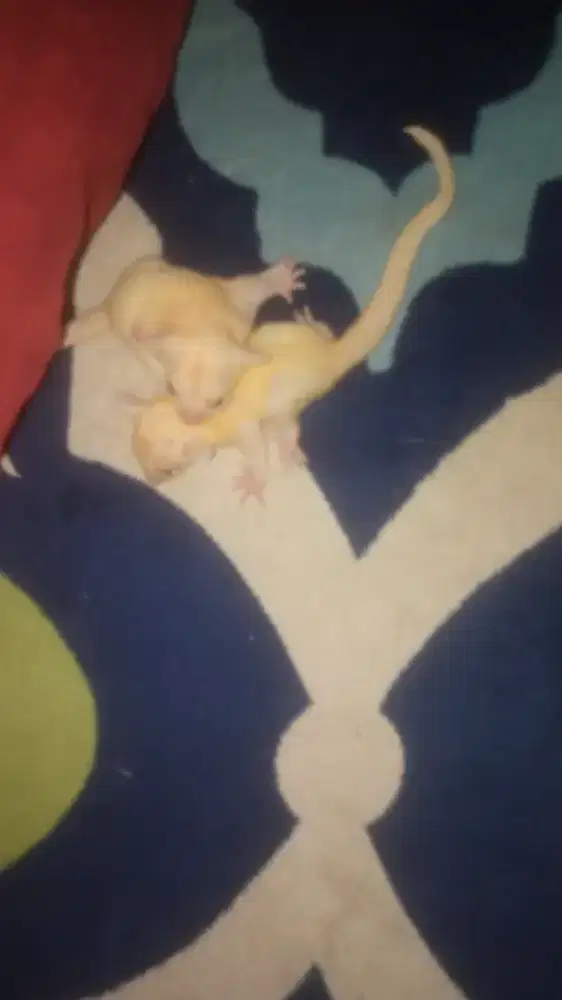 Sugar glider leu