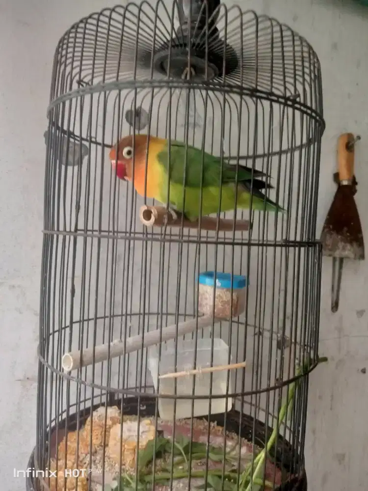 love bird full set aneka warna