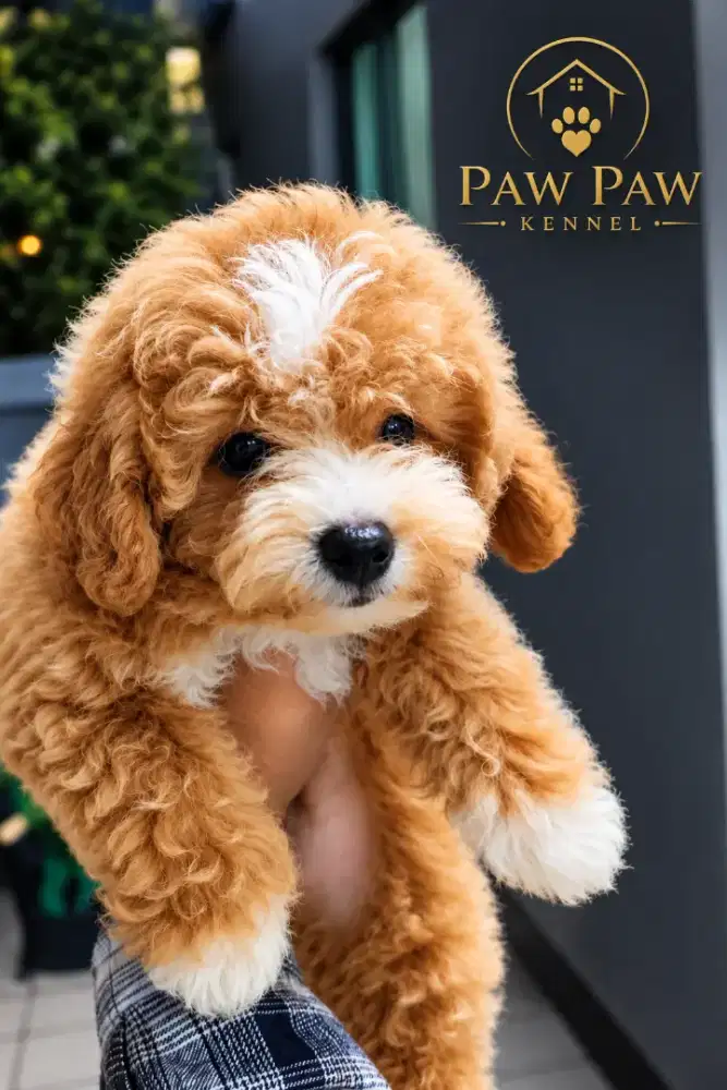 Toy poodle jantan