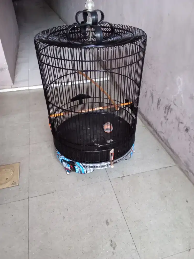 Sangkar burung bisa nego