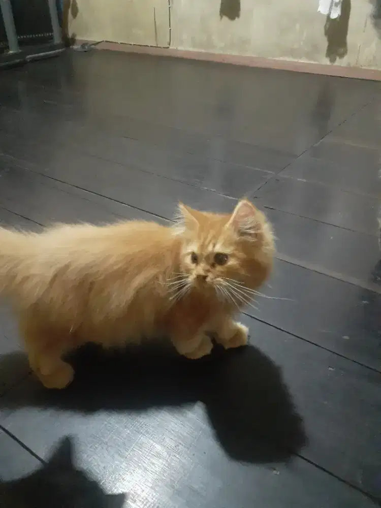 Kusing angora persia