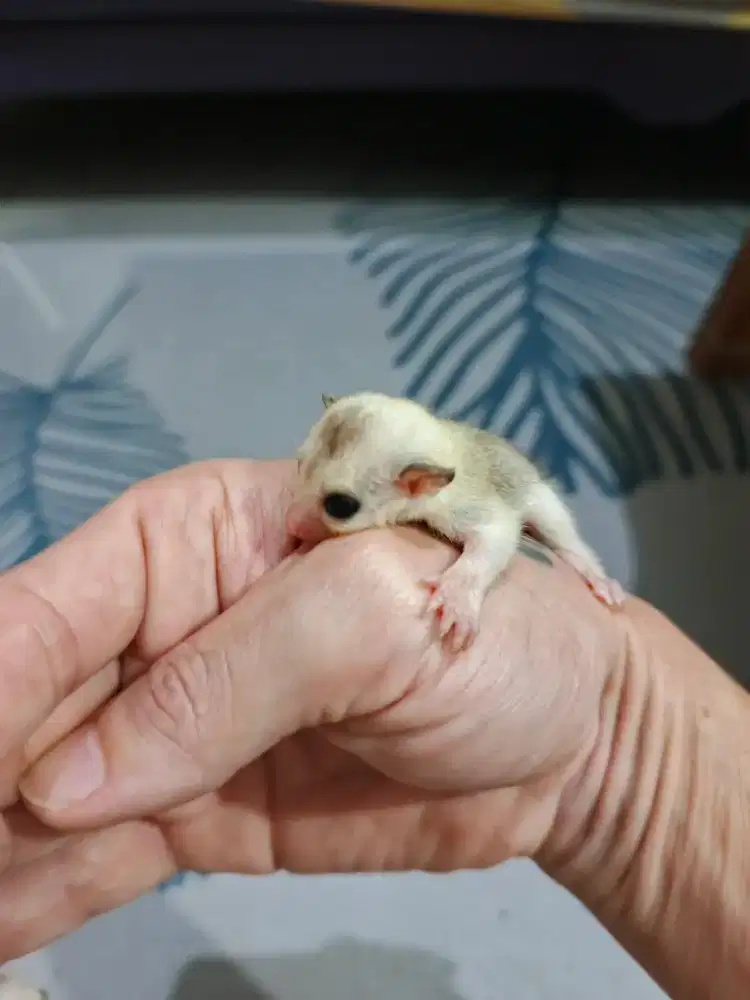 Joey sugar glider platmoz