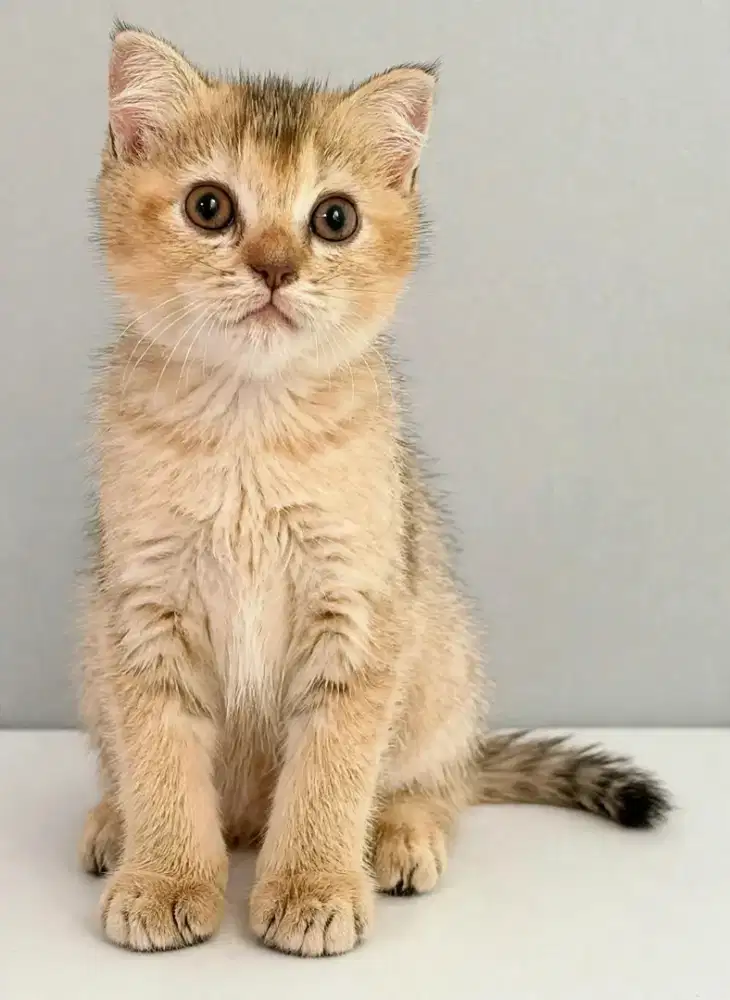 Kucing kitten British shorthair golden black