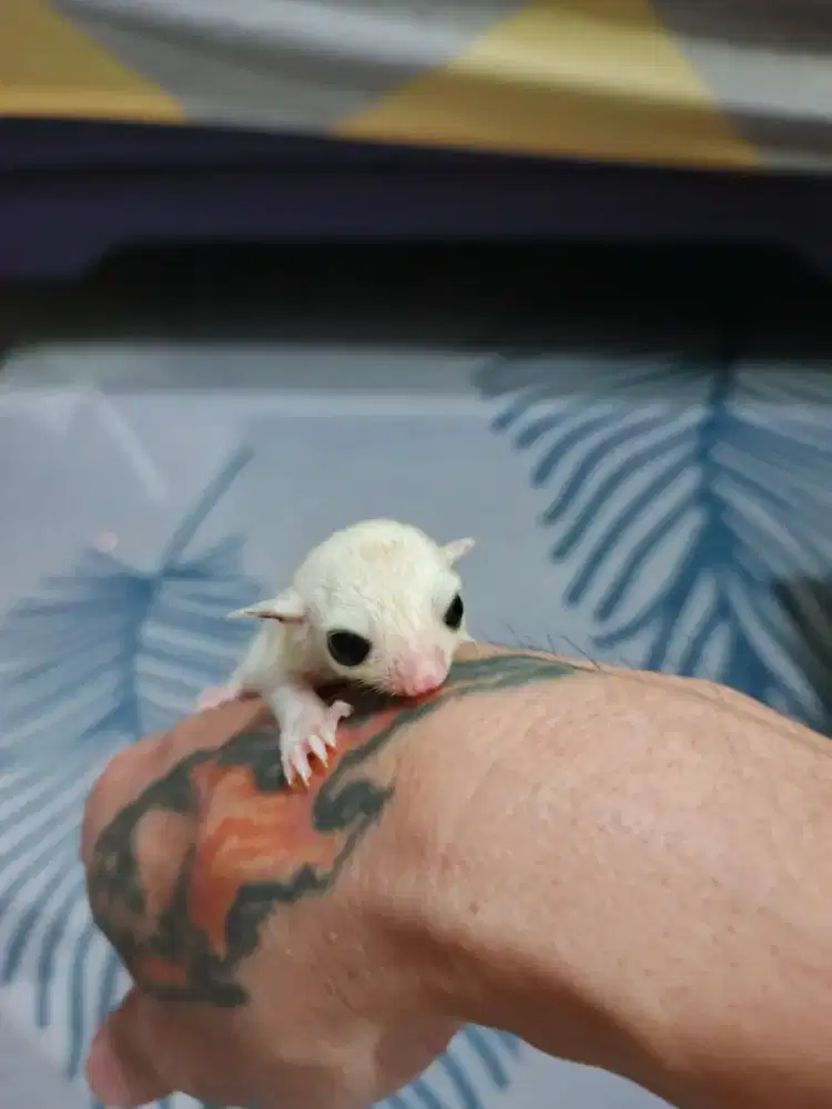 Joey sugar glider platmoz jantan