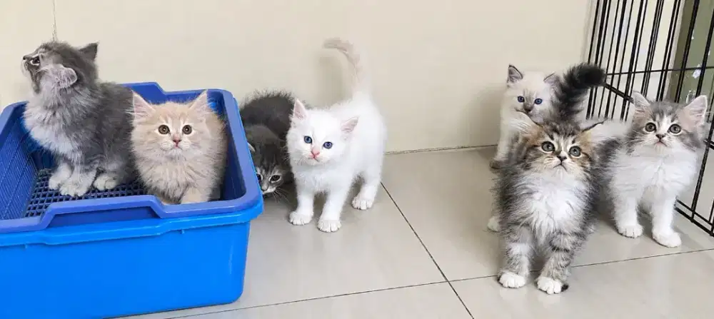 Persia & himalaya gembul gembul
