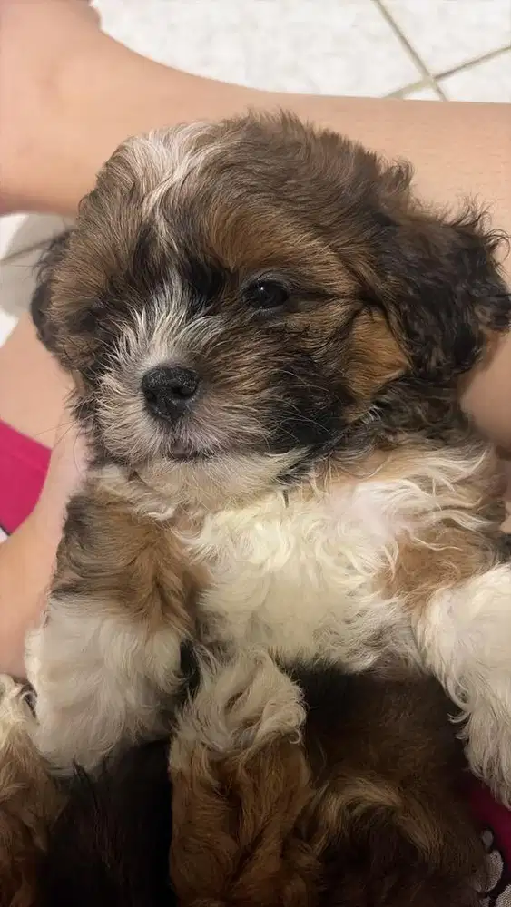 OPEN ADOPT SHIPOO
