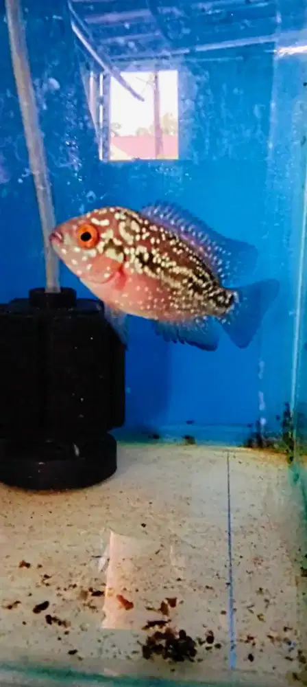 Louhan kamfa f2 red