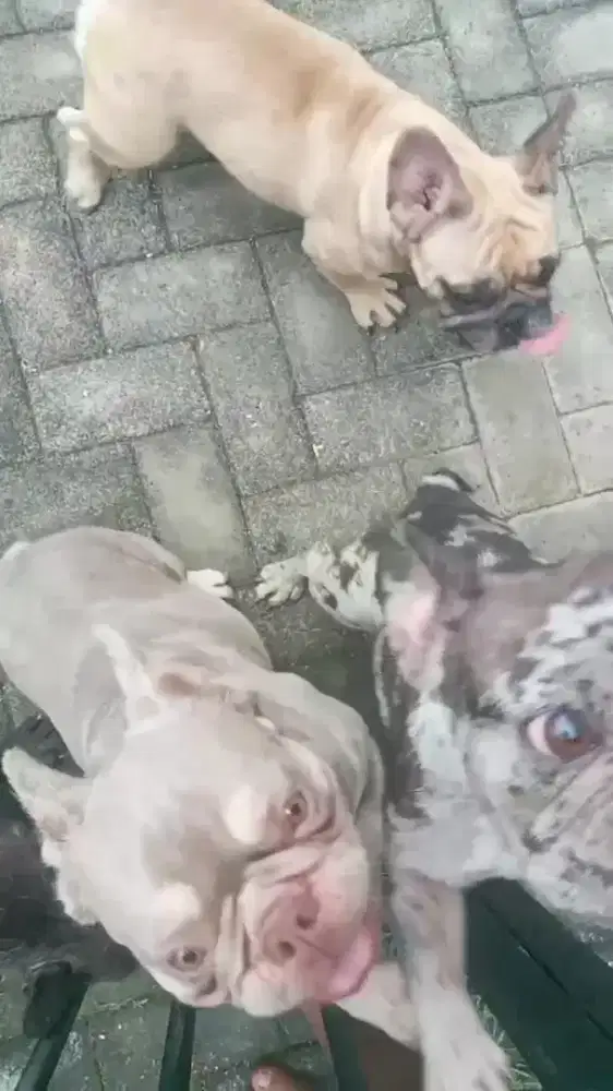 Cari lowongan kerja kennel boy