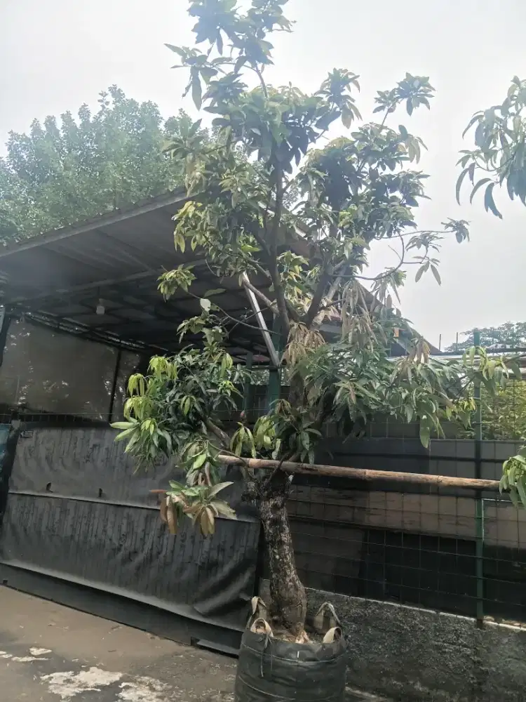 Indukan manggah kombinasi 7 jenis