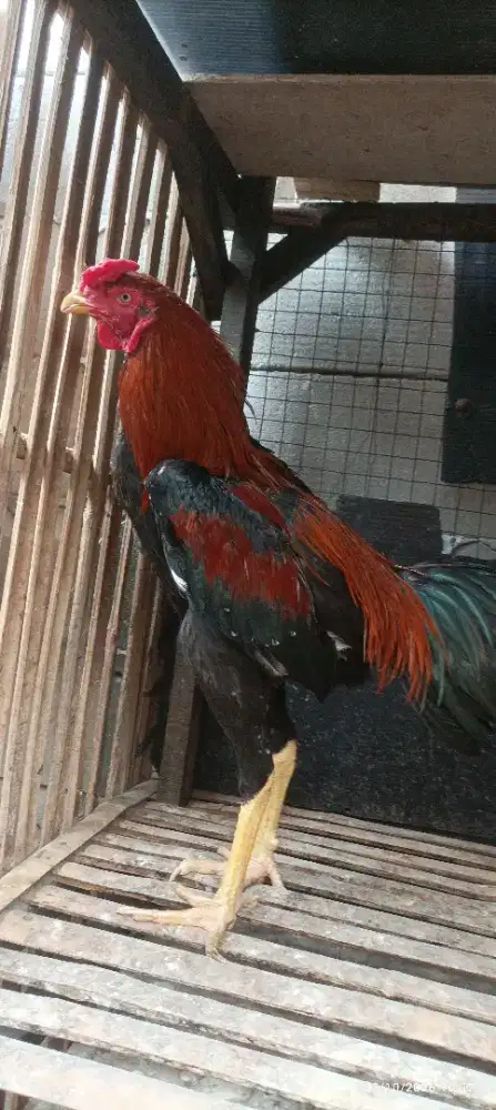 Ayam bangkok muda