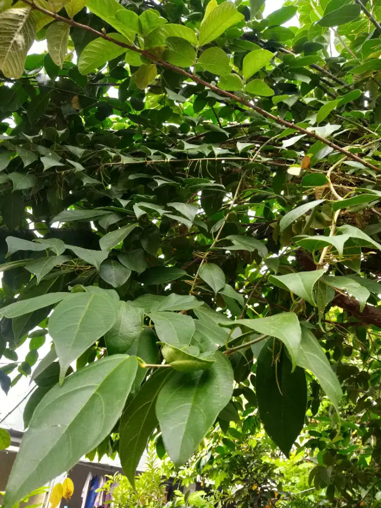 Cincau daun cincau hijau