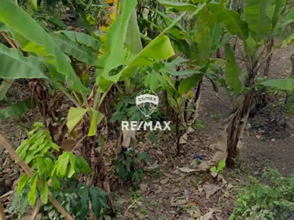 DIJUAL TANAH STRATEGIS - PURWOHARJO BANYUWANGI
