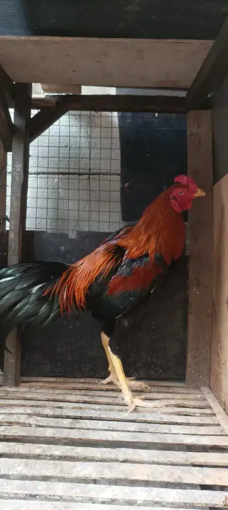 Ayam bangkok muda