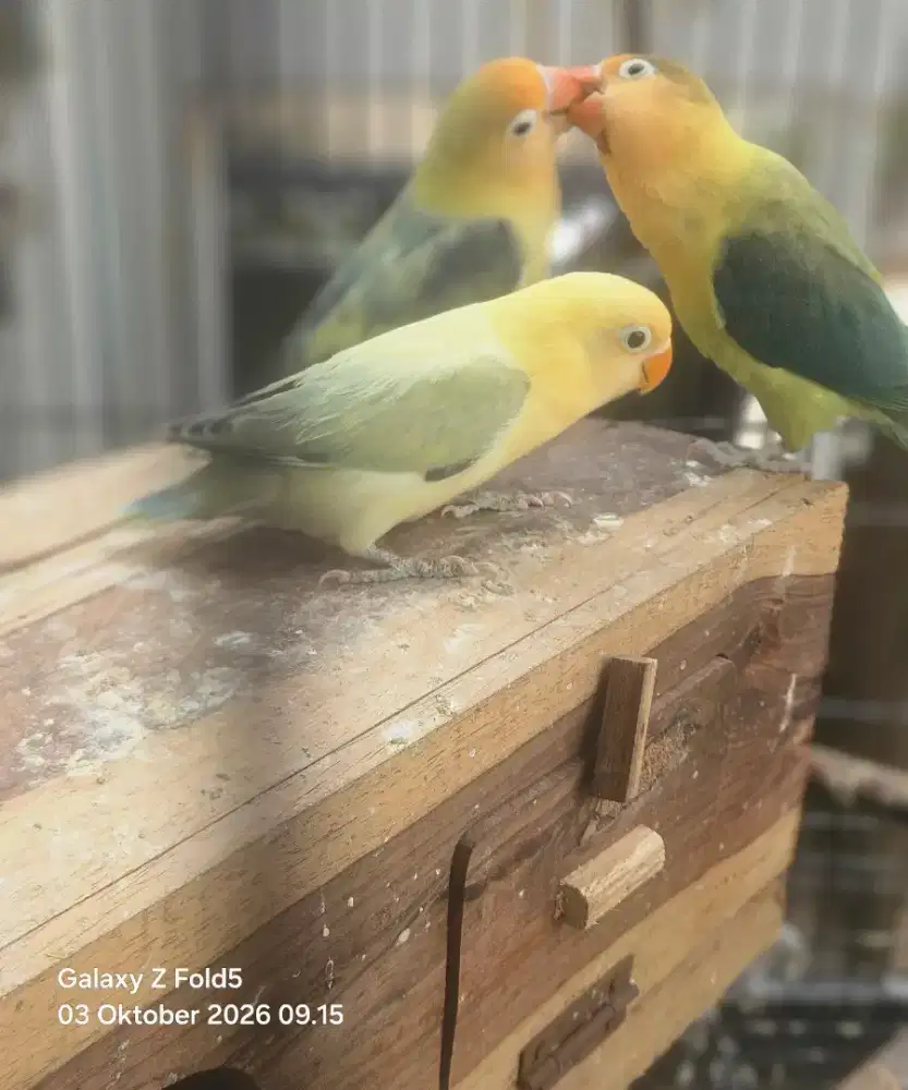 Lovebird indukan + Anak 1