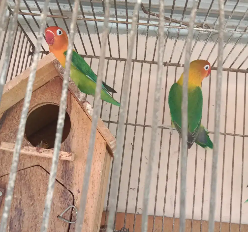 Pasangan Lovebird