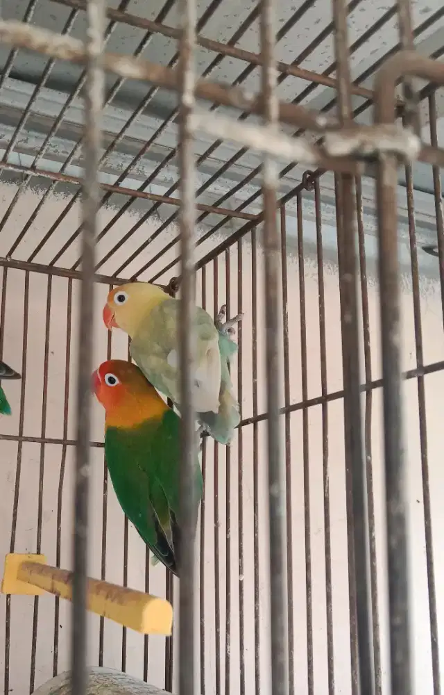 Pasangan Lovebird