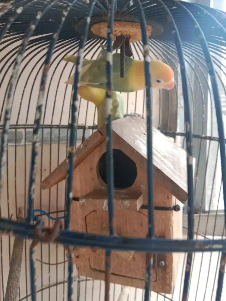 Sepasang Lovebird