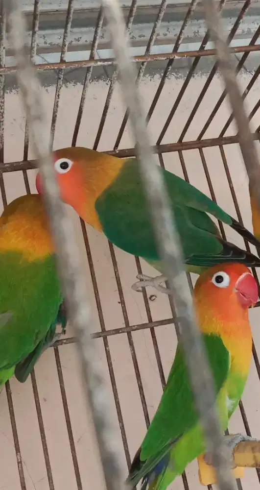Lovebird Gembling