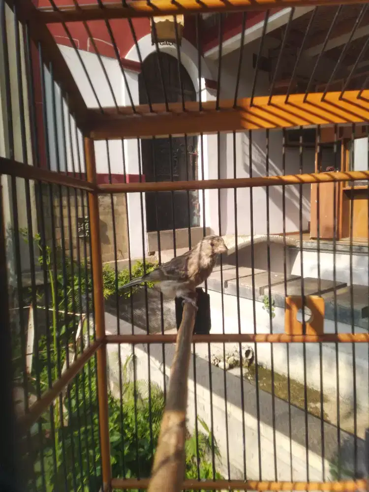 Burung Blackthroath Gacor